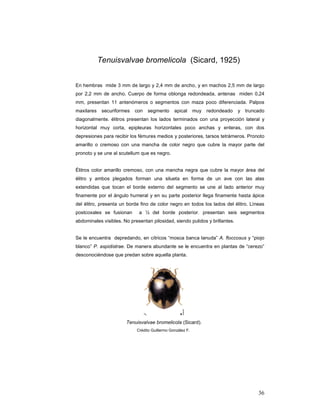 Tenuisvalvae bromelicola (Sicard, 1925)


En hembras mide 3 mm de largo y 2,4 mm de ancho, y en machos 2,5 mm de largo
por 2,2 mm de ancho. Cuerpo de forma oblonga redondeada, antenas miden 0,24
mm, presentan 11 antenómeros o segmentos con maza poco diferenciada. Palpos
maxilares    securiformes   con   segmento      apical      muy   redondeado   y   truncado
diagonalmente. élitros presentan los lados terminados con una proyección lateral y
horizontal muy corta, epipleuras horizontales poco anchas y enteras, con dos
depresiones para recibir los fémures medios y posteriores, tarsos tetrámeros. Pronoto
amarillo o cremoso con una mancha de color negro que cubre la mayor parte del
pronoto y se une al scutellum que es negro.


Élitros color amarillo cremoso, con una mancha negra que cubre la mayor área del
élitro y ambos plegados forman una silueta en forma de un ave con las alas
extendidas que tocan el borde externo del segmento se une al lado anterior muy
finamente por el ángulo humeral y en su parte posterior llega finamente hasta ápice
del élitro, presenta un borde fino de color negro en todos los lados del élitro. Líneas
postcoxales se fusionan      a ½ del borde posterior, presentan seis segmentos
abdominales visibles. No presentan pilosidad, siendo pulidos y brillantes.


Se le encuentra depredando, en cítricos “mosca banca lanuda” A. floccosus y “piojo
blanco” P. aspidistrae. De manera abundante se le encuentra en plantas de “cerezo”
desconociéndose que predan sobre aquella planta.




                       Tenuisvalvae bromelicola (Sicard).
                            Crédito Guillermo González F.




                                                                                        36
 