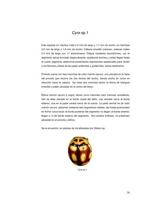 Cyra sp.1


Esta especie en machos mide 2,3 mm de largo y 1,7 mm de ancho; en hembras
2,6 mm de largo y 1,8 mm de ancho. Cabeza amarillo cremoso, antenas miden
0,3 mm de largo con 11 antenómeros. Palpos maxilares securiformes, con el
segmento apical truncado diagonalmente, epipleuras anchas y cortas llegan hasta
el cuarto segmento abdominal presentando depresiones epipleurales para recibir
a los fémures y tibias de las patas anteriores y posteriores, tarsos tetrámeros.


Pronoto crema con tres manchas de color marrón oscuro, una ubicada en la base
del pronoto que recorre los dos tercios del ancho, siendo ancha en curva en
dirección hacia la cabeza, las otras dos manchas tienen la forma de triangulo
invertido y están ubicadas en el centro del disco.


Élitros marrón oscuro a negro; tienen cinco manchas color cremoso amarillento,
tres de ellas ubicada en el borde costal del élitro, una ubicada cerca al borde
anterior, una en la parte central cerca de la sutura. La parte ventral es de color
marrón oscuro, abdomen presenta seis segmentos visibles, las líneas postcoxales
en forma curva tocan el borde posterior del segmento no llegan al borde anterior,
llegan a ¼ del borde externo del segmento. Son pulidos brillosos, no presentan
pilosidad en el pronoto y élitros.


Se le encuentra en plantas de vid afectadas por Oidium sp.




                                     Cyra sp.1




                                                                                   38
 
