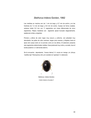 Stethorus tridens Gordon, 1982

Las medidas en machos son de 1 mm de largo y 0,7 mm de ancho y en las
hembras de 1,3 mm de largo y 0,9 mm de ancho. Cuerpo de forma ovalada,
antenas miden 0,2 mm con 11 segmentos con maza diferenciada de cinco
segmentos. Palpos maxilares con          segmento apical truncado diagonalmente,
epipleuras cortas y angostas.


Pronoto y elitros de color negro muy oscuro y uniforme, con pilosidad muy
abundante, los pelos de color cremoso, largos poco erectos y dirigidos hacia el
ápice del cuerpo tanto en el pronoto como en los élitros. El abdomen presenta
seis segmentos abdominales visibles; línea postcoxal muy corta y curvada, toca el
borde posterior a ¼ del borde externo.


Se le encuentra depredando, “mosca blanca” A. cocois en mango; en cítricos
“arañita roja” Panonychus citri y en cocotero la “queresa” A. destructor.




                       Stethorus tridens Gordon.

                        Crédito Guillermo González F.




                                                                              40
 