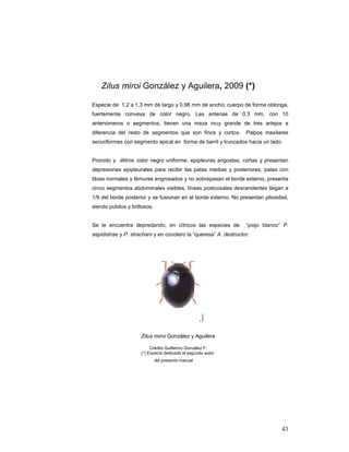 Zilus miroi González y Aguilera, 2009 (*)

Especie de 1,2 a 1,3 mm de largo y 0,98 mm de ancho; cuerpo de forma oblonga,
fuertemente convexa de color negro. Las antenas de 0,3 mm, con 10
antenómeros o segmentos, tienen una maza muy grande de tres artejos a
diferencia del resto de segmentos que son finos y cortos.         Palpos maxilares
securiformes con segmento apical en forma de barril y truncados hacia un lado.


Pronoto y élitros color negro uniforme, epipleuras angostas, cortas y presentan
depresiones epipleurales para recibir las patas medias y posteriores; patas con
tibias normales y fémures engrosados y no sobrepasan el borde externo, presenta
cinco segmentos abdominales visibles, líneas postcoxales descendentes llegan a
1/9 del borde posterior y se fusionan en el borde externo. No presentan pilosidad,
siendo pulidos y brillosos.


Se le encuentra depredando, en cítricos las especies de           “piojo blanco” P.
aspidistrae y P. strachani y en cocotero la “queresa” A. destructor.




                     Zilus miroi González y Aguilera

                          Crédito Guillermo González F.
                     (*) Especie dedicada al segundo autor
                              del presente manual




                                                                                43
 