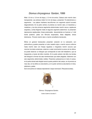 Diomus chrysogonus Gordon, 1999
Mide 1,6 mm a 1,8 mm de largo y 1,2 mm de ancho. Cabeza color marrón claro
transparente. Las antenas miden 0,2 mm de largo y presentan 10 antenómeros o
segmentos. Los palpos maxilares securiformes con segmento apical truncado
diagonalmente. En la parte ventral, el protórax es marrón claro, el mesotórax y
metatórax, y los dos primeros segmentos abdominales marrón oscuro, epipleuras
angostas y cortas llegando hasta el segundo segmento abdominal, no presentan
depresiones epipleurales; líneas postcoxales descendentes se fusionan a ½ del
borde posterior, patas con fémures engrosados, tibias delgadas, tarsos
tetrámeros. Pronoto marrón claro o marrón amarillento translucido.


Élitros en general translucidos presentan variación en la coloración, son
polimorficos y pueden presentar un color castaño rojizo o marrón oscuro uniforme
hasta marrón claro con franjas regulares o irregulares marrón oscuros que
recorren los lados anteriores, externos o estar recorriendo la sutura de los élitros,
se puede observar un triángulo que corresponde al color del metasterno, que se
trasparenta a través del élitro invertido. En la parte anterior del élitro los bordes
del triángulo lo forman las alas membranosas que están plegadas. Abdomen con
seis segmentos abdominales visibles. Presentan pubescencia en todo el cuerpo,
en la parte dorsal está dirigida hacia la parte posterior del cuerpo, en el pronoto es
mas rala, en los élitros es abundante y en la parte ventral es abundante en tórax,
abdomen y patas.
Se le encuentra en malezas depredando “piojos harinosos” (Pseudococcidae).




                        Diomus Chrysogonus Gordon.

                            Crédito Guillermo González F.




                                                                                   45
 