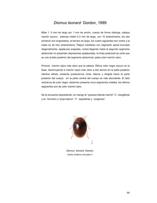 Diomus leonard Gordon, 1999

Mide 1, 5 mm de largo por 1 mm de ancho, cuerpo de forma oblonga, cabeza
marrón oscuro; antenas miden 0,3 mm de largo, con 10 antenómeros, los dos
primeros son engrosados, el tercero es largo, los cuatro siguientes son cortos y la
masa es de tres antenómeros. Palpos maxilares con segmento apical truncado
diagonalmente, epipleuras angostas, cortas llegando hasta el segundo segmento
abdominal no presentan depresiones epipleurales, la línea postcoxal es corta que
se une al lado posterior del segmento abdominal, patas color marrón claro.


Pronoto marrón rojizo más claro que la cabeza. Élitros color negro oscuro en la
base, disminuyendo a marrón rojizo mas claro a dos tercios en la parte posterior
(declive elitral), presenta pubescencia corta, blanca y dirigida hacia la parte
posterior del cuerpo, en la parte ventral del cuerpo es más abundante. El lado
ventral es de color negro, abdomen presenta cinco segmentos visibles, los últimos
segmentos son de color marrón claro.


Se le encuentra depredando, en mango la “queresa blanda marrón” C. mangiferae
y en limonero a “piojo blanco” P. aspidistrae y “pulgones”.




                       Diomus leonard Gordon.
                        Crédito Guillermo González F.




                                                                                46
 