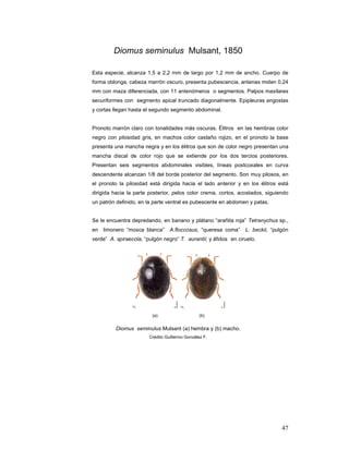 Diomus seminulus Mulsant, 1850

Esta especie, alcanza 1,5 a 2,2 mm de largo por 1,2 mm de ancho. Cuerpo de
forma oblonga, cabeza marrón oscuro, presenta pubescencia, antenas miden 0,24
mm con maza diferenciada, con 11 antenómeros o segmentos. Palpos maxilares
securiformes con segmento apical truncado diagonalmente. Epipleuras angostas
y cortas llegan hasta el segundo segmento abdominal.


Pronoto marrón claro con tonalidades más oscuras. Élitros en las hembras color
negro con pilosidad gris, en machos color castaño rojizo, en el pronoto la base
presenta una mancha negra y en los élitros que son de color negro presentan una
mancha discal de color rojo que se extiende por los dos tercios posteriores.
Presentan seis segmentos abdominales visibles, líneas postcoxales en curva
descendente alcanzan 1/8 del borde posterior del segmento. Son muy pilosos, en
el pronoto la pilosidad está dirigida hacia el lado anterior y en los élitros está
dirigida hacia la parte posterior, pelos color crema, cortos, acostados, siguiendo
un patrón definido, en la parte ventral es pubescente en abdomen y patas.


Se le encuentra depredando, en banano y plátano “arañita roja” Tetranychus sp.,
en limonero “mosca blanca”        A.floccosus, “queresa coma”    L. beckii, “pulgón
verde” A. spiraecola, “pulgón negro” T. aurantii; y áfidos en ciruelo.




                         (a)                     (b)


          Diomus seminulus Mulsant (a) hembra y (b) macho.
                        Crédito Guillermo González F.




                                                                                47
 