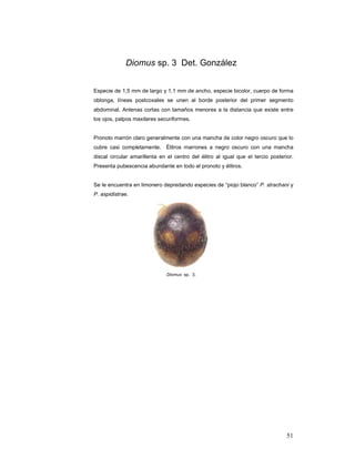 Diomus sp. 3 Det. González


Especie de 1,5 mm de largo y 1,1 mm de ancho, especie bicolor, cuerpo de forma
oblonga, líneas postcoxales se unen al borde posterior del primer segmento
abdominal. Antenas cortas con tamaños menores a la distancia que existe entre
los ojos, palpos maxilares securiformes.


Pronoto marrón claro generalmente con una mancha de color negro oscuro que lo
cubre casi completamente. Élitros marrones a negro oscuro con una mancha
discal circular amarillenta en el centro del élitro al igual que el tercio posterior.
Presenta pubescencia abundante en todo el pronoto y élitros.


Se le encuentra en limonero depredando especies de “piojo blanco” P. strachani y
P. aspidistrae.




                               Diomus sp. 3.




                                                                                  51
 