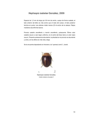 Nephaspis isabelae González, 2009


Especie de 1,2 mm de largo por 0,8 mm de ancho, cuerpo de forma ovalada, el
lado anterior del élitro es más ancho que el resto del cuerpo, el lado posterior
termina en punta. Las antenas miden menos 2/3 el ancho de la cabeza. Palpos
maxilares securiformes típicos.


Pronoto castaño amarillento o marrón amarillento, pubescente. Élitros color
castaño oscuro a casi negro uniforme, en el centro del disco tiene un color rojizo
oscuro. Presenta pubescencia abundante, la pilosidad en el pronoto es abundante
y corta y en los élitros es más rala y larga.


Se le encuentra depredando en limonero a la “queresa coma” L. beckii.




                      Nephaspis isabelae González.
                         Crédito Guillermo González F.




                                                                               54
 