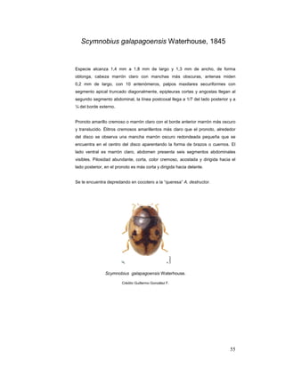 Scymnobius galapagoensis Waterhouse, 1845


Especie alcanza 1,4 mm a 1,8 mm de largo y 1,3 mm de ancho, de forma
oblonga, cabeza marrón claro con manchas más obscuras, antenas miden
0,2 mm de largo, con 10 antenómeros, palpos maxilares securiformes con
segmento apical truncado diagonalmente, epipleuras cortas y angostas llegan al
segundo segmento abdominal, la línea postcoxal llega a 1/7 del lado posterior y a
¼ del borde externo.


Pronoto amarillo cremoso o marrón claro con el borde anterior marrón más oscuro
y translucido. Élitros cremosos amarillentos más claro que el pronoto, alrededor
del disco se observa una mancha marrón oscuro redondeada pequeña que se
encuentra en el centro del disco aparentando la forma de brazos o cuernos. El
lado ventral es marrón claro, abdomen presenta seis segmentos abdominales
visibles. Pilosidad abundante, corta, color cremoso, acostada y dirigida hacia el
lado posterior, en el pronoto es más corta y dirigida hacia delante.


Se le encuentra depredando en cocotero a la “queresa” A. destructor.




               Scymnobius galapagoensis Waterhouse.

                        Crédito Guillermo González F.




                                                                              55
 