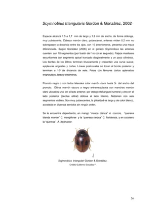 Scymnobius triangularis Gordon & González, 2002


Especie alcanza 1,5 a 1,7 mm de largo y 1,2 mm de ancho, de forma oblonga,
muy pubescente. Cabeza marrón claro, pubescente, antenas miden 0,2 mm no
sobrepasan la distancia entre los ojos, con 10 antenómeros, presenta una maza
diferenciada. Según González (2006) en el género Scymnobius las antenas
cuentan con 10 segmentos (por fusión del 1ro con el segundo). Palpos maxilares
securiformes con segmento apical truncado diagonalmente y un poco cilíndrico.
Los bordes de los élitros terminan bruscamente y presentan una curva suave;
epipleuras angostas y cortas. Líneas postcoxales no tocan el borde posterior y
terminan a 1/5 de distancia de este. Patas con fémures cortos aplanados
engrosados, tarsos tetrámeros.


Pronoto negro o con lados laterales color marrón claro hasta ¼ del ancho del
pronoto.   Élitros marrón oscuro a negro entremezclados con manchas marrón
claro ubicados una en el lado anterior, por debajo del ángulo humeral y otra en el
lado posterior (declive elitral) oblicua al lado interno. Abdomen con seis
segmentos visibles. Son muy pubescentes, la pilosidad es larga y de color blanco,
acostada en diversos sentidos sin ningún orden.


Se le encuentra depredando, en mango “mosca blanca” A. coccois, “queresa
blanda marrón” C. mangiferae y la “queresa cerosa” C. floridensis, y en cocotero
la “queresa” A. destructor.




              Scymnobius triangulari Gordon & González.
                        Crédito Guillermo González F




                                                                               56
 