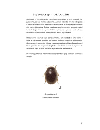 Scymnobius sp. 1 Det. González
Especie de 1,7 mm de largo por 1,3 mm de ancho, cuerpo de forma ovalada, muy
pubescente, cabeza marrón, pubescente. Antenas miden 0,2 mm no sobrepasan
la distancia entre los ojos, presentan 10 antenómeros; el primer segmento antenal
con maza diferenciada. Palpos maxilares securiformes con segmento apical
truncado diagonalmente y poco cilíndrico. Epipleuras angostas y cortas, tarsos
tetrámeros. Pronoto marrón a negro oscuro, ceniza, y pubescente.


Élitros marrón oscuro a negro ceniza uniforme, con pilosidad de color crema y
larga, es abundante, acostada en diversos sentidos sin ningún ordenamiento.
Abdomen con 6 segmentos visibles, línea postcoxal incompleta no llega a tocar el
borde posterior del segmento dirigiéndose en forma paralela o, ligeramente
ascendente hacia el borde lateral sin llegar a tocar el borde externo.


En banano y plátano se ha encontrado depredando al “piojo harinoso” Dismicocus
brevipes..




                           Scymnobius sp. 1.

                        Crédito Guillermo González F.




                                                                              57
 
