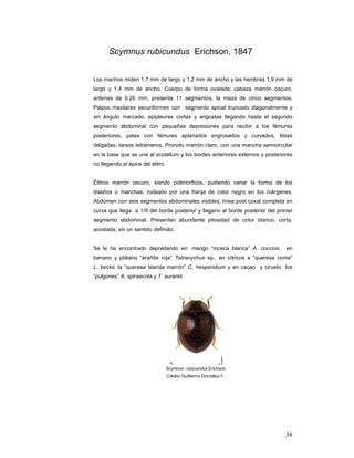 Scymnus rubicundus Erichson, 1847


Los machos miden 1,7 mm de largo y 1,2 mm de ancho y las hembras 1,9 mm de
largo y 1,4 mm de ancho. Cuerpo de forma ovalada; cabeza marrón oscuro,
antenas de 0.26 mm, presenta 11 segmentos, la maza de cinco segmentos.
Palpos maxilares securiformes con segmento apical truncado diagonalmente y
sin ángulo marcado, epipleuras cortas y angostas llegando hasta el segundo
segmento abdominal con pequeñas depresiones para recibir a los fémures
posteriores, patas con fémures aplanados engrosados y curvados, tibias
delgadas, tarsos tetrámeros. Pronoto marrón claro, con una mancha semicircular
en la base que se une al scutellum y los bordes anteriores externos y posteriores
no llegando al ápice del élitro.


Élitros marrón oscuro, siendo polimorficos, pudiendo variar la forma de los
diseños o manchas, rodeado por una franja de color negro en los márgenes.
Abdomen con seis segmentos abdominales visibles; línea post coxal completa en
curva que llega a 1/9 del borde posterior y llegano al borde posterior del primer
segmento abdominal. Presentan abundante pilosidad de color blanco, corta,
acostada, sin un sentido definido.


Se le ha encontrado depredando en: mango “mosca blanca” A. coccois,           en
banano y plátano “arañita roja” Tetranychus sp., en cítricos a “queresa coma”
L. beckii, la “queresa blanda marrón” C. hesperidium y en cacao y ciruelo los
“pulgones” A. spiraecola y T. aurantii.




                                   Scymnus rubicundus Erichson.
                                   Crédito Guillermo González F.




                                                                              58
 