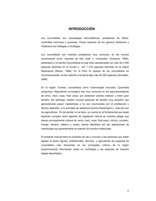 INTRODUCCIÓN

Los coccinélidos son escarabajos hemi-esféricos, predadores de áfidos,
cochinillas harinosas y queresas. Pocas especies de los géneros Epilachna y
Psyllobora son fitófagas o micófagas.


Los coccinélidos son insectos predadores muy comunes; se les conoce
comúnmente como “vaquitas de San José” o “mariquitas” (Cisneros, 1995),
pertenecen a la familia Coccinellidae la cual está representada con más de 5 000
especies descritas en el mundo y con 1 015 especies descritas en la región
Neotropical (Raven, 1988). En el Perú la riqueza de los coccinélidos es
inconmensurable, se han descrito a la fecha algo más de 200 especies (González,
2006).


En la región Tumbes, coccinélidos como Coleomegilla maculata, Cycloneda
sanguinea, Hippodamia convergens son muy comunes en los agro-ecosistemas
de arroz, maíz, soya, fríjol caupi, por presentar colores vistosos y tener gran
tamaño. Sin embargo, existen muchas especies de tamaño muy pequeño que
generalmente pasan inadvertidas y no son reconocidas por el profesional o
técnico dedicado a la actividad de asistencia técnica fitosanitaria y más aún por
los agricultores. En tal sentido no se tiene en cuenta el rol fundamental que estas
especies cumplen como agentes de regulación natural de insectos plagas que
atacan principalmente cultivos de: arroz, maíz, soya, fríjol caupi, cítricos, cocotero,
mango, banano, plátano y cacao, siendo afectados por las aplicaciones de
insecticidas que generalmente se realizan de manera inadecuada.


El presente manual tiene el propósito de dar a conocer a las personas que están
ligadas al sector agrario, profesionales, técnicos y agricultores las especies de
coccinélidos   más    frecuentes   en    los   principales   cultivos   de   la   región
proporcionando información sobre su morfología y las especies de insectos
plagas depredadas.




                                                                                      6
 