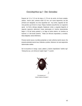 Coccidophilus sp.1 Det. González


Especie de 1,0 a 1,12 mm de largo y 0, 76 mm de ancho, de forma ovalada,
cabeza marrón claro, antenas miden 0,2 mm, con nueve segmentos, los dos
primeros son alargados, los cinco siguientes son muy cortos, seguidos de dos
más grandes que forman la maza. Palpos maxilares securiformes con segmento
apical   de forma oblonga alargada. Epipleuras cortas y angostas llegando al
segundo segmento abdominal; líneas postcoxales en machos descendentes
llegan a 1/9 del borde posterior y no llega al borde externo, en hembras se
fusionan a ¼ del borde posterior. Patas con fémures engrosados y curvados,
tibias delgadas, tarsos tetrámeros.


Pronoto marrón oscuro, los élitros presentan un color uniforme marrón oscuro. No
presenta pilosidad siendo lisos, brillantes y pulidos. Abdomen con seis segmentos
abdominales visibles.


Se le encuentra en mango, cacao, plátano y banano depredando “arañita roja”
Tetranychus sp. y en cítricos al “pulgón negro” T. aurantii.




                              Coccidophilus sp.1.
                         Crédito Guillermo González F.




                                                                              60
 