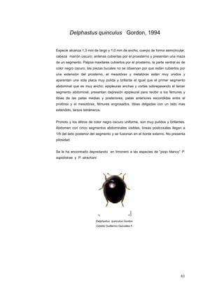 Delphastus quinculus Gordon, 1994


Especie alcanza 1,3 mm de largo y 1,0 mm de ancho; cuerpo de forma semicircular,
cabeza marrón oscuro; antenas cubiertas por el proesterno y presentan una maza
de un segmento. Palpos maxilares cubiertos por el prosterno, la parte ventral es de
color negro oscuro, las piezas bucales no se observan por que están cubiertos por
una extensión del prosterno, el mesotórax y metatórax están muy unidos y
aparentan una sola placa muy pulida y brillante al igual que el primer segmento
abdominal que es muy ancho; epipleuras anchas y cortas sobrepasando el tercer
segmento abdominal, presentan depresión epipleural para recibir a los fémures y
tibias de las patas medias y posteriores, patas anteriores escondidas entre el
protórax y el mesotórax, fémures engrosados, tibias delgadas con un lado mas
extendido, tarsos tetrámeros.


Pronoto y los élitros de color negro oscuro uniforme, son muy pulidos y brillantes.
Abdomen con cinco segmentos abdominales visibles, líneas postcoxales llegan a
1/9 del lado posterior del segmento y se fusionan en el borde externo. No presenta
pilosidad.


Se le ha encontrado depredando en limonero a las especies de “piojo blanco” P.
aspidistrae y P. strachani.




                          Delphastus quinculus Gordon
                          Crédito Guillermo González F.




                                                                                61
 