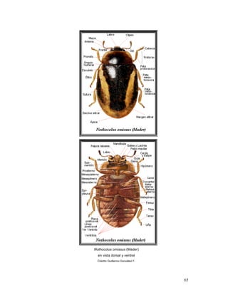Nothocolus omissus (Mader)
  en vista dorsal y ventral
  Crédito Guillermo González F.




                                  65
 