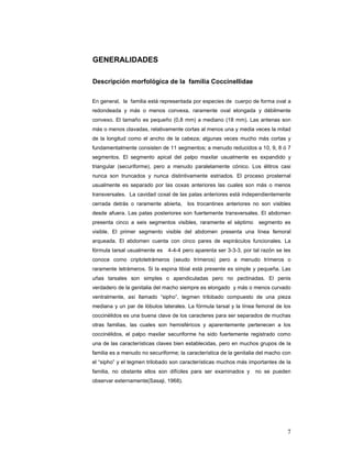 GENERALIDADES

Descripción morfológica de la familia Coccinellidae


En general, la familia está representada por especies de cuerpo de forma oval a
redondeada y más o menos convexa, raramente oval elongada y débilmente
convexo. El tamaño es pequeño (0,8 mm) a mediano (18 mm). Las antenas son
más o menos clavadas, relativamente cortas al menos una y media veces la mitad
de la longitud como el ancho de la cabeza; algunas veces mucho más cortas y
fundamentalmente consisten de 11 segmentos; a menudo reducidos a 10, 9, 8 ó 7
segmentos. El segmento apical del palpo maxilar usualmente es expandido y
triangular (securiforme), pero a menudo paralelamente cónico. Los élitros casi
nunca son truncados y nunca distintivamente estriados. El proceso prosternal
usualmente es separado por las coxas anteriores las cuales son más o menos
transversales. La cavidad coxal de las patas anteriores está independientemente
cerrada detrás o raramente abierta,    los trocantines anteriores no son visibles
desde afuera. Las patas posteriores son fuertemente transversales. El abdomen
presenta cinco a seis segmentos visibles, raramente el séptimo       segmento es
visible. El primer segmento visible del abdomen presenta una línea femoral
arqueada. El abdomen cuenta con cinco pares de espiráculos funcionales. La
fórmula tarsal usualmente es   4-4-4 pero aparenta ser 3-3-3, por tal razón se les
conoce como criptotetrámeros (seudo trímeros) pero a menudo trímeros o
raramente tetrámeros. Si la espina tibial está presente es simple y pequeña. Las
uñas tarsales son simples o apendiculadas pero no pectinadas. El penis
verdadero de la genitalia del macho siempre es elongado y más o menos curvado
ventralmente, así llamado “sipho”, tegmen trilobado compuesto de una pieza
mediana y un par de lóbulos laterales. La fórmula tarsal y la línea femoral de los
coccinélidos es una buena clave de los caracteres para ser separados de muchas
otras familias, las cuales son hemisféricos y aparentemente pertenecen a los
coccinélidos, el palpo maxilar securiforme ha sido fuertemente registrado como
una de las características claves bien establecidas, pero en muchos grupos de la
familia es a menudo no securiforme; la característica de la genitalia del macho con
el “sipho” y el tegmen trilobado son características muchos más importantes de la
familia, no obstante ellos son difíciles para ser examinados y      no se pueden
observar externamente(Sasaji, 1968).




                                                                                 7
 