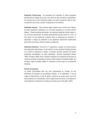 Subfamilia Chilocorinae.-     Se caracteriza por presentar un clípeo expandido
lateralmente por debajo de los ojos y por tener los ojos normales no agrandados;
los miembros de la tribu Chilocorini poseen una ancha proyección bajo los ojos,
característica de la tribu y poseen 9 segmentos en las antenas.


Subfamilia Azyinae.- Tiene antenas largas mayores que el ancho de la cabeza,
las tibias aplanadas modificadas con una fuerte angulación en el borde anterior
(lateral). Poseen pilosidad abundante. Las especies presentan colores negros, y
son de forma semicircular, de tamaño generalmente grande sobre los 3 mm. La
tribu Azyini a la que pertenece el género Azya se caracteriza por presentar 11
segmentos o artejos por presentar en las epipleuras depresiones epipleurales
para recibir a las tibias y fémures medios y posteriores.


Subfamilia Ortaliinae.- Tiene de 9 a 11 segmentos o artejos, los machos poseen
seis segmentos abdominales. La tribu Noviini a la que pertenece Rodolia presenta
en la antena 8 segmentos o artejos, el protórax (pronoto) presenta los bordes
posteriores redondeados, las tibias aplanadas y fémures engrosados (Sasaji,
1968). González (2006) ubica a Rodolia cardinalis en la subfamilia Scymninae de
manera provisional, propuesta por Gordon (1995) citado por González (2006). Sin
embargo, según González (2006) R. cardinalis se ubica mejor en la Subfamilia
Ortaliinae.


Número de especies:
La familia Coccinellidae está muy bien representada en Tumbes, se han
identificado 39 especies de coccinélidos divididos en 6 subfamilias, 17 de las
cuales se determinaron a nivel de género, asimismo se puede asumir que 8 de
estas especies son consideradas nuevos registros para la ciencia y 22 especies a
nivel especifico; 8 especies son citadas por primera vez en Perú (Miró, 2007).




                                                                                 9
 