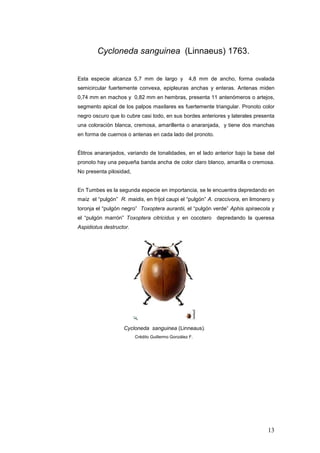 Cycloneda sanguinea (Linnaeus) 1763.


Esta especie alcanza 5,7 mm de largo y             4,8 mm de ancho, forma ovalada
semicircular fuertemente convexa, epipleuras anchas y enteras. Antenas miden
0,74 mm en machos y 0,82 mm en hembras, presenta 11 antenómeros o artejos,
segmento apical de los palpos maxilares es fuertemente triangular. Pronoto color
negro oscuro que lo cubre casi todo, en sus bordes anteriores y laterales presenta
una coloración blanca, cremosa, amarillenta o anaranjada, y tiene dos manchas
en forma de cuernos o antenas en cada lado del pronoto.


Élitros anaranjados, variando de tonalidades, en el lado anterior bajo la base del
pronoto hay una pequeña banda ancha de color claro blanco, amarilla o cremosa.
No presenta pilosidad,


En Tumbes es la segunda especie en importancia, se le encuentra depredando en
maíz el “pulgón” R. maidis, en fríjol caupi el “pulgón” A. craccivora, en limonero y
toronja el “pulgón negro” Toxoptera aurantii, el “pulgón verde” Aphis spiraecola y
el “pulgón marrón” Toxoptera citricidus y en cocotero depredando la queresa
Aspidiotus destructor.




                   Cycloneda sanguinea (Linneaus).
                         Crédito Guillermo González F.




                                                                                 13
 