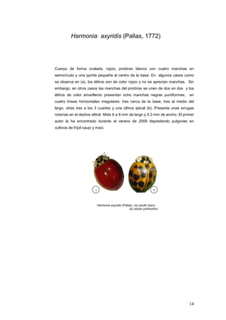 Harmonia axyridis (Pallas, 1772)




Cuerpo de forma ovalada, rojizo, protórax blanco con cuatro manchas en
semicírculo y una quinta pequeña al centro de la base. En algunos casos como
se observa en (a), los élitros son de color rojizo y no se aprecian manchas. Sin
embargo, en otros casos las manchas del protórax se unen de dos en dos y los
élitros de color amarillento presentan ocho manchas negras puntiformes,         en
cuatro líneas horizontales irregulares: tres cerca de la base, tres al medio del
largo, otras tres a los 3 cuartos y una última apical (b). Presenta unas arrugas
notorias en el declive elitral. Mide 6 a 8 mm de largo y 5,3 mm de ancho. El primer
autor la ha encontrado durante el verano de 2009 depredando pulgones en
cultivos de fríjol caupi y maíz.




                          a                                             b



                              Harmonia axyridis (Pallas) (a) adulto típico
                                                      (b) adulto polimorfico




                                                                                14
 