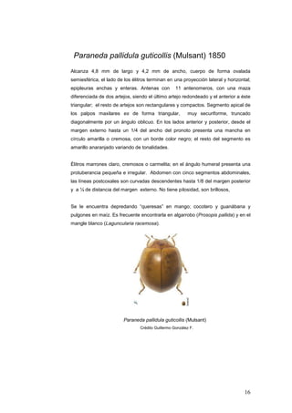 Paraneda pallidula guticollis (Mulsant) 1850
Alcanza 4,8 mm de largo y 4,2 mm de ancho, cuerpo de forma ovalada
semiesférica, el lado de los élitros terminan en una proyección lateral y horizontal;
epipleuras anchas y enteras. Antenas con           11 antenomeros, con una maza
diferenciada de dos artejos, siendo el último artejo redondeado y el anterior a éste
triangular; el resto de artejos son rectangulares y compactos. Segmento apical de
los palpos maxilares es de forma triangular,             muy securiforme, truncado
diagonalmente por un ángulo oblicuo. En los lados anterior y posterior, desde el
margen externo hasta un 1/4 del ancho del pronoto presenta una mancha en
círculo amarilla o cremosa, con un borde color negro; el resto del segmento es
amarillo anaranjado variando de tonalidades.


Élitros marrones claro, cremosos o carmelita; en el ángulo humeral presenta una
protuberancia pequeña e irregular. Abdomen con cinco segmentos abdominales,
las líneas postcoxales son curvadas descendentes hasta 1/8 del margen posterior
y a ¼ de distancia del margen externo. No tiene pilosidad, son brillosos,


Se le encuentra depredando “queresas” en mango; cocotero y guanábana y
pulgones en maíz. Es frecuente encontrarla en algarrobo (Prosopis pallida) y en el
mangle blanco (Laguncularia racemosa).




                        Paraneda pallidula guticollis (Mulsant)
                                Crédito Guillermo González F.




                                                                                  16
 