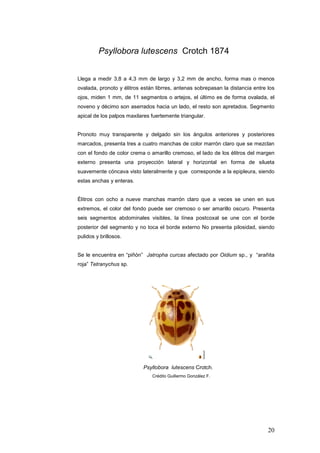 Psyllobora lutescens Crotch 1874


Llega a medir 3,8 a 4,3 mm de largo y 3,2 mm de ancho, forma mas o menos
ovalada, pronoto y élitros están librres, antenas sobrepasan la distancia entre los
ojos, miden 1 mm, de 11 segmentos o artejos, el último es de forma ovalada, el
noveno y décimo son aserrados hacia un lado, el resto son apretados. Segmento
apical de los palpos maxilares fuertemente triangular.


Pronoto muy transparente y delgado sin los ángulos anteriores y posteriores
marcados, presenta tres a cuatro manchas de color marrón claro que se mezclan
con el fondo de color crema o amarillo cremoso, el lado de los élitros del margen
externo presenta una proyección lateral y horizontal en forma de silueta
suavemente cóncava visto lateralmente y que corresponde a la epipleura, siendo
estas anchas y enteras.


Élitros con ocho a nueve manchas marrón claro que a veces se unen en sus
extremos, el color del fondo puede ser cremoso o ser amarillo oscuro. Presenta
seis segmentos abdominales visibles, la línea postcoxal se une con el borde
posterior del segmento y no toca el borde externo No presenta pilosidad, siendo
pulidos y brillosos.


Se le encuentra en “piñón” Jatropha curcas afectado por Oidium sp., y “arañita
roja” Tetranychus sp.




                           Psyllobora lutescens Crotch.
                               Crédito Guillermo González F.




                                                                                20
 