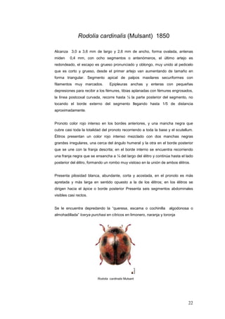 Rodolia cardinalis (Mulsant) 1850

Alcanza 3,0 a 3,6 mm de largo y 2,6 mm de ancho, forma ovalada, antenas
miden    0,4 mm, con ocho segmentos o antenómeros, el último artejo es
redondeado, el escapo es grueso pronunciado y oblongo, muy unido al pedicelo
que es corto y grueso, desde el primer artejo van aumentando de tamaño en
forma triangular. Segmento apical de palpos maxilares securiformes con
filamentos muy marcados.          Epipleuras anchas y enteras con pequeñas
depresiones para recibir a los fémures, tibias aplanadas con fémures engrosados,
la línea postcoxal curvada, recorre hasta ¼ la parte posterior del segmento, no
tocando el borde externo del segmento llegando hasta 1/5 de distancia
aproximadamente.


Pronoto color rojo intenso en los bordes anteriores, y una mancha negra que
cubre casi toda la totalidad del pronoto recorriendo a toda la base y el scutellum.
Élitros presentan un color rojo intenso mezclado con dos manchas negras
grandes irregulares, una cerca del ángulo humeral y la otra en el borde posterior
que se une con la franja descrita; en el borde interno se encuentra recorriendo
una franja negra que se ensancha a ¼ del largo del élitro y continúa hasta el lado
posterior del élitro, formando un rombo muy vistoso en la unión de ambos élitros.


Presenta pilosidad blanca, abundante, corta y acostada, en el pronoto es más
apretada y más larga en sentido opuesto a la de los élitros; en los élitros se
dirigen hacia el ápice o borde posterior Presenta seis segmentos abdominales
visibles casi rectos.


Se le encuentra depredando la “queresa, escama o cochinilla          algodonosa o
almohadillada” Icerya purchasi en cítricos en limonero, naranja y toronja




                          Rodolia cardinalis Mulsant




                                                                                22
 