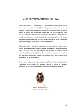 Zagreus decempunctatus (weise) 1893


Especie que alcanza 3,3 mm de largo y 2,7 mm de ancho, forma ovalada, cabeza
marrón claro. Las antenas miden 0,4 mm de largo, presentan nueve antenómeros
o artejos. Palpo maxilar securiforme con segmento apical triangular, epipleuras
anchas y enteras sin depresiones epipleurales, con una convexidad poco
profunda en las patas, Pronoto color marrón claro en los bordes y el lado anterior,
en la base presenta una franja ancha de bordes sinuados de color marrón oscuro
a negro que cubre casi todo el ancho del pronoto siendo en el centro más
delgado, no presenta pubescencia. Tarsos criptotetrámeros.


Élitros marrón claro o amarillento anaranjado, con cinco manchas de color marrón
oscuro, dos de ellas más grandes ubicadas al borde externo, dos más pequeñas
cerca a la sutura y otra más pequeña en el lado posterior del cuerpo o declive
elitral. Son glabros, pulidos y brillantes. El lado ventral es de color mas claro, tiene
seis segmentos abdominales visibles, línea postcoxal curva llega a 1/8 del borde
posterior y a 1/6 del borde externo,


Se le encuentra depredando “queresa acanalada” I. purchasi, y “piojo harinoso”
Planococcus citri presentes en limonero, naranjo y toronja; la “queresa”
Aulacaspis sp. en mango y ”piojos harinosos o pseudoccocidos en malezas.




                        Zagreus decempunctatus.
                         Crédito Guillermo González F.




                                                                                     24
 