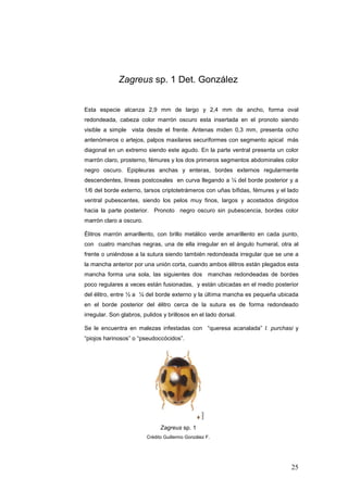 Zagreus sp. 1 Det. González


Esta especie alcanza 2,9 mm de largo y 2,4 mm de ancho, forma oval
redondeada, cabeza color marrón oscuro esta insertada en el pronoto siendo
visible a simple vista desde el frente. Antenas miden 0,3 mm, presenta ocho
antenómeros o artejos, palpos maxilares securiformes con segmento apical más
diagonal en un extremo siendo este agudo. En la parte ventral presenta un color
marrón claro, prosterno, fémures y los dos primeros segmentos abdominales color
negro oscuro. Epipleuras anchas y enteras, bordes externos regularmente
descendentes, líneas postcoxales en curva llegando a ¼ del borde posterior y a
1/6 del borde externo, tarsos criptotetrámeros con uñas bífidas, fémures y el lado
ventral pubescentes, siendo los pelos muy finos, largos y acostados dirigidos
hacia la parte posterior. Pronoto negro oscuro sin pubescencia, bordes color
marrón claro a oscuro.

Élitros marrón amarillento, con brillo metálico verde amarillento en cada punto,
con cuatro manchas negras, una de ella irregular en el ángulo humeral, otra al
frente o uniéndose a la sutura siendo también redondeada irregular que se une a
la mancha anterior por una unión corta, cuando ambos élitros están plegados esta
mancha forma una sola, las siguientes dos manchas redondeadas de bordes
poco regulares a veces están fusionadas, y están ubicadas en el medio posterior
del élitro, entre ½ a ¼ del borde externo y la última mancha es pequeña ubicada
en el borde posterior del élitro cerca de la sutura es de forma redondeado
irregular. Son glabros, pulidos y brillosos en el lado dorsal.

Se le encuentra en malezas infestadas con “queresa acanalada” I. purchasi y
“piojos harinosos” o “pseudoccócidos”.




                               Zagreus sp. 1
                         Crédito Guillermo González F.




                                                                               25
 