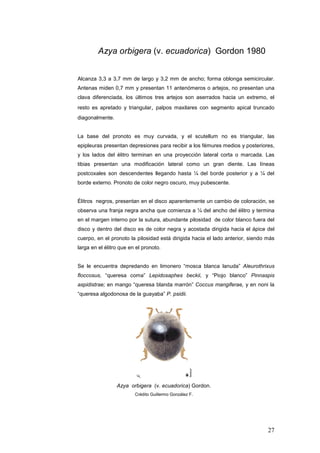 Azya orbigera (v. ecuadorica) Gordon 1980


Alcanza 3,3 a 3,7 mm de largo y 3,2 mm de ancho; forma oblonga semicircular.
Antenas miden 0,7 mm y presentan 11 antenómeros o artejos, no presentan una
clava diferenciada, los últimos tres artejos son aserrados hacia un extremo, el
resto es apretado y triangular, palpos maxilares con segmento apical truncado
diagonalmente.


La base del pronoto es muy curvada, y el scutellum no es triangular, las
epipleuras presentan depresiones para recibir a los fémures medios y posteriores,
y los lados del élitro terminan en una proyección lateral corta o marcada. Las
tibias presentan una modificación lateral como un gran diente. Las líneas
postcoxales son descendentes llegando hasta ¼ del borde posterior y a ¼ del
borde externo. Pronoto de color negro oscuro, muy pubescente.


Élitros negros, presentan en el disco aparentemente un cambio de coloración, se
observa una franja negra ancha que comienza a ¼ del ancho del élitro y termina
en el margen interno por la sutura, abundante pilosidad de color blanco fuera del
disco y dentro del disco es de color negra y acostada dirigida hacia el ápice del
cuerpo, en el pronoto la pilosidad está dirigida hacia el lado anterior, siendo más
larga en el élitro que en el pronoto.


Se le encuentra depredando en limonero “mosca blanca lanuda” Aleurothrixus
floccosus, “queresa coma” Lepidosaphes beckii, y “Piojo blanco” Pinnaspis
aspidistrae; en mango “queresa blanda marrón” Coccus mangiferae, y en noni la
“queresa algodonosa de la guayaba” P. psidii.




                 Azya orbigera (v. ecuadorica) Gordon.
                         Crédito Guillermo González F.




                                                                                27
 