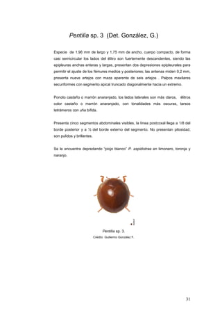 Pentilia sp. 3 (Det. González, G.)

Especie de 1,96 mm de largo y 1,75 mm de ancho, cuerpo compacto, de forma
casi semicircular los lados del élitro son fuertemente descendentes, siendo las
epipleuras anchas enteras y largas, presentan dos depresiones epipleurales para
permitir el ajuste de los fémures medios y posteriores; las antenas miden 0,2 mm,
presenta nueve artejos con maza aparente de seis artejos . Palpos maxilares
securiformes con segmento apical truncado diagonalmente hacia un extremo.


Ponoto castaño o marrón anaranjado, los lados laterales son más claros,    élitros
color castaño o marrón anaranjado, con tonalidades más oscuras, tarsos
tetrámeros con uña bífida.


Presenta cinco segmentos abdominales visibles, la línea postcoxal llega a 1/8 del
borde posterior y a ½ del borde externo del segmento. No presentan pilosidad,
son pulidos y brillantes.


Se le encuentra depredando “piojo blanco” P. aspidistrae en limonero, toronja y
naranjo.




                                  Pentilia sp. 3.
                            Crédito Guillermo González F.




                                                                              31
 