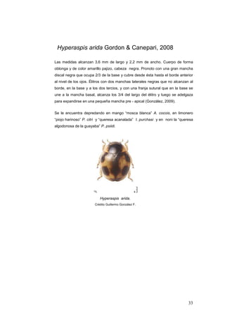 Hyperaspis arida Gordon & Canepari, 2008

Las medidas alcanzan 3,6 mm de largo y 2,2 mm de ancho. Cuerpo de forma
oblonga y de color amarillo pajizo, cabeza negra. Pronoto con una gran mancha
discal negra que ocupa 2/3 de la base y cubre desde ésta hasta el borde anterior
al nivel de los ojos. Élitros con dos manchas laterales negras que no alcanzan al
borde, en la base y a los dos tercios, y con una franja sutural que en la base se
une a la mancha basal, alcanza los 3/4 del largo del élitro y luego se adelgaza
para expandirse en una pequeña mancha pre - apical (González, 2009).


Se le encuentra depredando en mango “mosca blanca” A. cocois, en limonero
“piojo harinoso” P. citri y “queresa acanalada” I. purchasi y en noni la “queresa
algodonosa de la guayaba” P. psiidi.




                          Hyperaspis arida.
                       Crédito Guillermo González F.




                                                                              33
 