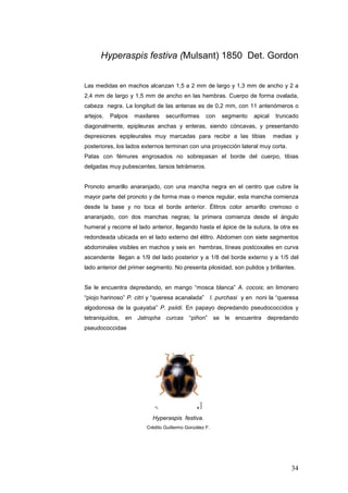 Hyperaspis festiva (Mulsant) 1850 Det. Gordon


Las medidas en machos alcanzan 1,5 a 2 mm de largo y 1,3 mm de ancho y 2 a
2,4 mm de largo y 1,5 mm de ancho en las hembras. Cuerpo de forma ovalada,
cabeza negra. La longitud de las antenas es de 0,2 mm, con 11 antenómeros o
artejos.   Palpos   maxilares   securiformes       con   segmento   apical   truncado
diagonalmente, epipleuras anchas y enteras, siendo cóncavas, y presentando
depresiones epipleurales muy marcadas para recibir a las tibias              medias y
posteriores, los lados externos terminan con una proyección lateral muy corta.
Patas con fémures engrosados no sobrepasan el borde del cuerpo, tibias
delgadas muy pubescentes, tarsos tetrámeros.


Pronoto amarillo anaranjado, con una mancha negra en el centro que cubre la
mayor parte del pronoto y de forma mas o menos regular, esta mancha comienza
desde la base y no toca el borde anterior. Élitros color amarillo cremoso o
anaranjado, con dos manchas negras; la primera comienza desde el ángulo
humeral y recorre el lado anterior, llegando hasta el ápice de la sutura, la otra es
redondeada ubicada en el lado externo del élitro. Abdomen con siete segmentos
abdominales visibles en machos y seis en hembras, líneas postcoxales en curva
ascendente llegan a 1/9 del lado posterior y a 1/8 del borde externo y a 1/5 del
lado anterior del primer segmento. No presenta pilosidad, son pulidos y brillantes.


Se le encuentra depredando, en mango “mosca blanca” A. cocois; en limonero
“piojo harinoso” P. citri y “queresa acanalada” I. purchasi y en noni la “queresa
algodonosa de la guayaba” P. psiidi. En papayo depredando pseudococcidos y
tetraniquidos, en Jatropha curcas “piñon” se le encuentra depredando
pseudococcidae




                          Hyperaspis festiva.
                        Crédito Guillermo González F.




                                                                                  34
 