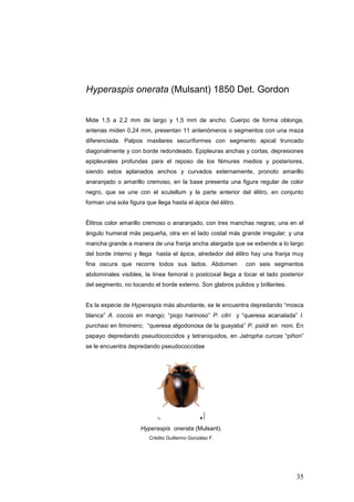 Hyperaspis onerata (Mulsant) 1850 Det. Gordon


Mide 1,5 a 2,2 mm de largo y 1,5 mm de ancho. Cuerpo de forma oblonga,
antenas miden 0,24 mm, presentan 11 antenómeros o segmentos con una maza
diferenciada. Palpos maxilares securiformes con segmento apical truncado
diagonalmente y con borde redondeado. Epipleuras anchas y cortas, depresiones
epipleurales profundas para el reposo de los fémures medios y posteriores,
siendo estos aplanados anchos y curvados externamente, pronoto amarillo
anaranjado o amarillo cremoso, en la base presenta una figura regular de color
negro, que se une con el scutellum y la parte anterior del élitro, en conjunto
forman una sola figura que llega hasta el ápice del élitro.


Élitros color amarillo cremoso o anaranjado, con tres manchas negras; una en el
ángulo humeral más pequeña, otra en el lado costal más grande irregular; y una
mancha grande a manera de una franja ancha alargada que se extiende a lo largo
del borde interno y llega hasta el ápice, alrededor del élitro hay una franja muy
fina oscura que recorre todos sus lados. Abdomen              con seis segmentos
abdominales visibles, la línea femoral o postcoxal llega a tocar el lado posterior
del segmento, no tocando el borde externo. Son glabros pulidos y brillantes.


Es la especie de Hyperaspis más abundante, se le encuentra depredando “mosca
blanca” A. cocois en mango; “piojo harinoso” P. citri y “queresa acanalada” I.
purchasi en limonero; “queresa algodonosa de la guayaba” P. psiidi en noni. En
papayo depredando pseudococcidos y tetraniquidos, en Jatropha curcas “piñon”
se le encuentra depredando pseudococcidae




                     Hyperaspis onerata (Mulsant).
                         Crédito Guillermo González F.




                                                                               35
 