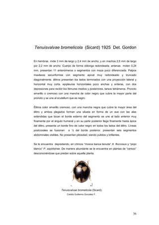 Tenuisvalvae bromelicola (Sicard) 1925 Det. Gordon


En hembras mide 3 mm de largo y 2,4 mm de ancho, y en machos 2,5 mm de largo
por 2,2 mm de ancho. Cuerpo de forma oblonga redondeada, antenas miden 0,24
mm, presentan 11 antenómeros o segmentos con maza poco diferenciada. Palpos
maxilares   securiformes   con   segmento       apical      muy redondeado   y   truncado
diagonalmente. élitros presentan los lados terminados con una proyección lateral y
horizontal muy corta, epipleuras horizontales poco anchas y enteras, con dos
depresiones para recibir los fémures medios y posteriores, tarsos tetrámeros. Pronoto
amarillo o cremoso con una mancha de color negro que cubre la mayor parte del
pronoto y se une al scutellum que es negro.


Élitros color amarillo cremoso, con una mancha negra que cubre la mayor área del
élitro y ambos plegados forman una silueta en forma de un ave con las alas
extendidas que tocan el borde externo del segmento se une al lado anterior muy
finamente por el ángulo humeral y en su parte posterior llega finamente hasta ápice
del élitro, presenta un borde fino de color negro en todos los lados del élitro. Líneas
postcoxales se fusionan      a ½ del borde posterior, presentan seis segmentos
abdominales visibles. No presentan pilosidad, siendo pulidos y brillantes.


Se le encuentra depredando, en cítricos “mosca banca lanuda” A. floccosus y “piojo
blanco” P. aspidistrae. De manera abundante se le encuentra en plantas de “cerezo”
desconociéndose que predan sobre aquella planta.




                       Tenuisvalvae bromelicola (Sicard).
                            Crédito Guillermo González F.




                                                                                      36
 