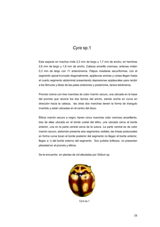 Cyra sp.1


Esta especie en machos mide 2,3 mm de largo y 1,7 mm de ancho; en hembras
2,6 mm de largo y 1,8 mm de ancho. Cabeza amarillo cremoso, antenas miden
0,3 mm de largo con 11 antenómeros. Palpos maxilares securiformes, con el
segmento apical truncado diagonalmente, epipleuras anchas y cortas llegan hasta
el cuarto segmento abdominal presentando depresiones epipleurales para recibir
a los fémures y tibias de las patas anteriores y posteriores, tarsos tetrámeros.


Pronoto crema con tres manchas de color marrón oscuro, una ubicada en la base
del pronoto que recorre los dos tercios del ancho, siendo ancha en curva en
dirección hacia la cabeza, las otras dos manchas tienen la forma de triangulo
invertido y están ubicadas en el centro del disco.


Élitros marrón oscuro a negro; tienen cinco manchas color cremoso amarillento,
tres de ellas ubicada en el borde costal del élitro, una ubicada cerca al borde
anterior, una en la parte central cerca de la sutura. La parte ventral es de color
marrón oscuro, abdomen presenta seis segmentos visibles, las líneas postcoxales
en forma curva tocan el borde posterior del segmento no llegan al borde anterior,
llegan a ¼ del borde externo del segmento. Son pulidos brillosos, no presentan
pilosidad en el pronoto y élitros.


Se le encuentra en plantas de vid afectadas por Oidium sp.




                                     Cyra sp.1




                                                                                   38
 