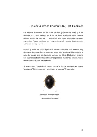 Stethorus tridens Gordon 1982, Det. González

Las medidas en machos son de 1 mm de largo y 0,7 mm de ancho y en las
hembras de 1,3 mm de largo y 0,9 mm de ancho. Cuerpo de forma ovalada,
antenas miden 0,2 mm con 11 segmentos con maza diferenciada de cinco
segmentos. Palpos maxilares con          segmento apical truncado diagonalmente,
epipleuras cortas y angostas.


Pronoto y elitros de color negro muy oscuro y uniforme, con pilosidad muy
abundante, los pelos de color cremoso, largos poco erectos y dirigidos hacia el
ápice del cuerpo tanto en el pronoto como en los élitros. El abdomen presenta
seis segmentos abdominales visibles; línea postcoxal muy corta y curvada, toca el
borde posterior a ¼ del borde externo.


Se le encuentra depredando, “mosca blanca” A. cocois en mango; en cítricos
“arañita roja” Panonychus citri y en cocotero la “queresa” A. destructor.




                       Stethorus tridens Gordon.

                        Crédito Guillermo González F.




                                                                              40
 