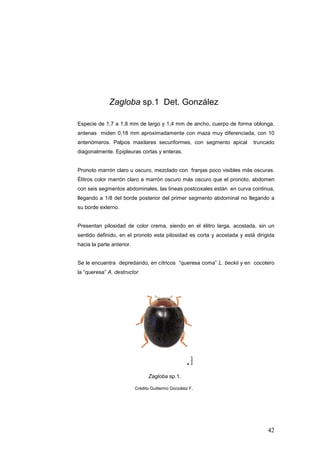Zagloba sp.1 Det. González

Especie de 1,7 a 1,8 mm de largo y 1,4 mm de ancho, cuerpo de forma oblonga,
antenas miden 0,18 mm aproximadamente con maza muy diferenciada, con 10
antenómeros. Palpos maxilares securiformes, con segmento apical          truncado
diagonalmente. Epipleuras cortas y enteras.


Pronoto marrón claro u oscuro, mezclado con franjas poco visibles más oscuras.
Élitros color marrón claro a marrón oscuro más oscuro que el pronoto, abdomen
con seis segmentos abdominales, las líneas postcoxales están en curva continua,
llegando a 1/8 del borde posterior del primer segmento abdominal no llegando a
su borde externo.


Presentan pilosidad de color crema, siendo en el élitro larga, acostada, sin un
sentido definido, en el pronoto esta pilosidad es corta y acostada y está dirigida
hacia la parte anterior.


Se le encuentra depredando, en cítricos “queresa coma” L. beckii y en cocotero
la “queresa” A. destructor.




                                 Zagloba sp.1.

                           Crédito Guillermo González F.




                                                                               42
 