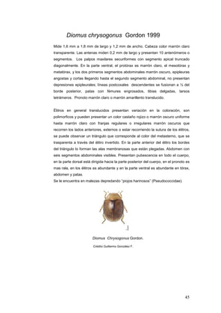 Diomus chrysogonus Gordon 1999
Mide 1,6 mm a 1,8 mm de largo y 1,2 mm de ancho. Cabeza color marrón claro
transparente. Las antenas miden 0,2 mm de largo y presentan 10 antenómeros o
segmentos. Los palpos maxilares securiformes con segmento apical truncado
diagonalmente. En la parte ventral, el protórax es marrón claro, el mesotórax y
metatórax, y los dos primeros segmentos abdominales marrón oscuro, epipleuras
angostas y cortas llegando hasta el segundo segmento abdominal, no presentan
depresiones epipleurales; líneas postcoxales descendentes se fusionan a ½ del
borde posterior, patas con fémures engrosados, tibias delgadas, tarsos
tetrámeros. Pronoto marrón claro o marrón amarillento translucido.


Élitros en general translucidos presentan variación en la coloración, son
polimorficos y pueden presentar un color castaño rojizo o marrón oscuro uniforme
hasta marrón claro con franjas regulares o irregulares marrón oscuros que
recorren los lados anteriores, externos o estar recorriendo la sutura de los élitros,
se puede observar un triángulo que corresponde al color del metasterno, que se
trasparenta a través del élitro invertido. En la parte anterior del élitro los bordes
del triángulo lo forman las alas membranosas que están plegadas. Abdomen con
seis segmentos abdominales visibles. Presentan pubescencia en todo el cuerpo,
en la parte dorsal está dirigida hacia la parte posterior del cuerpo, en el pronoto es
mas rala, en los élitros es abundante y en la parte ventral es abundante en tórax,
abdomen y patas.
Se le encuentra en malezas depredando “piojos harinosos” (Pseudococcidae).




                        Diomus Chrysogonus Gordon.

                         Crédito Guillermo González F.




                                                                                   45
 