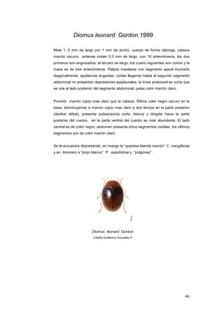 Diomus leonard Gordon 1999

Mide 1, 5 mm de largo por 1 mm de ancho, cuerpo de forma oblonga, cabeza
marrón oscuro; antenas miden 0,3 mm de largo, con 10 antenómeros, los dos
primeros son engrosados, el tercero es largo, los cuatro siguientes son cortos y la
masa es de tres antenómeros. Palpos maxilares con segmento apical truncado
diagonalmente, epipleuras angostas, cortas llegando hasta el segundo segmento
abdominal no presentan depresiones epipleurales, la línea postcoxal es corta que
se une al lado posterior del segmento abdominal, patas color marrón claro.


Pronoto marrón rojizo más claro que la cabeza. Élitros color negro oscuro en la
base, disminuyendo a marrón rojizo mas claro a dos tercios en la parte posterior
(declive elitral), presenta pubescencia corta, blanca y dirigida hacia la parte
posterior del cuerpo, en la parte ventral del cuerpo es más abundante. El lado
ventral es de color negro, abdomen presenta cinco segmentos visibles, los últimos
segmentos son de color marrón claro.


Se le encuentra depredando, en mango la “queresa blanda marrón” C. mangiferae
y en limonero a “piojo blanco” P. aspidistrae y “pulgones”.




                       Diomus leonard Gordon.
                        Crédito Guillermo González F.




                                                                                46
 