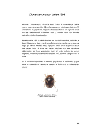 Diomus tucumanus Weise 1906


Alcanza 1,7 mm de largo y 1,2 mm de ancho. Cuerpo de forma oblonga, cabeza
marrón oscuro, antenas miden 0,2 mm la maza es muy notoria y apretada, con 11
antenómeros muy apretados. Palpos maxilares securiformes con segmento apical
truncado diagonalmente. Epipleuras cortas y enteras, patas con fémures
aplanados y cortos, tibias delgadas.


Pronoto marrón claro o marrón amarillo, con una mancha marrón oscuro en la
base. Élitros marrón claro o marrón amarillento con una mancha marrón oscura a
negra que cubre la mitad del élitro y al plegarse ambos toman la apariencia de un
ave dirigida hacia el ápice del cuerpo. Abdomen con seis segmentos
abdominales, las líneas postcoxales llegan al borde posterior del primer
segmento, Presentan pilosidad blanca dispersa, corta, acostada y dirigida hacia el
ápice.


Se le encuentra depredando, en limonero “piojo blanco” P. aspidistrae, “pulgón
verde” A. spiraecola; en cocotero la “queresa” A. destructor y A. spiraecola en
ciruelo.




                      Diomus tucumanus Weise.
                        Crédito Guillermo González F.




                                                                               48
 