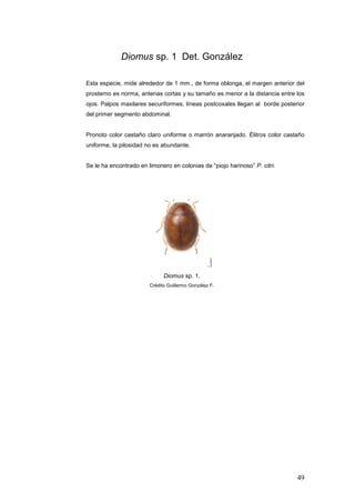 Diomus sp. 1 Det. González

Esta especie, mide alrededor de 1 mm., de forma oblonga, el margen anterior del
prosterno es norma, antenas cortas y su tamaño es menor a la distancia entre los
ojos. Palpos maxilares securiformes, líneas postcoxales llegan al borde posterior
del primer segmento abdominal.


Pronoto color castaño claro uniforme o marrón anaranjado. Élitros color castaño
uniforme, la pilosidad no es abundante.


Se le ha encontrado en limonero en colonias de “piojo harinoso” P. citri.




                              Diomus sp. 1.
                        Crédito Guillermo González F.




                                                                              49
 