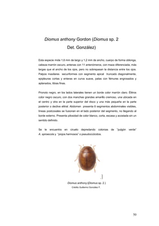 Diomus anthony Gordon (Diomus sp. 2
                           Det. González)

Esta especie mide 1,6 mm de largo y 1,2 mm de ancho, cuerpo de forma oblonga,
cabeza marrón oscuro, antenas con 11 antenómeros, con maza diferenciada, más
largas que el ancho de los ojos, pero no sobrepasan la distancia entre los ojos.
Palpos maxilares securiformes con segmento apical truncado diagonalmente,
epipleuras cortas y enteras en curva suave, patas con fémures engrosados y
aplanados, tibias finas.


Pronoto negro, en los lados laterales tienen un borde color marrón claro. Élitros
color negro oscuro, con dos manchas grandes amarillo cremoso, una ubicada en
el centro y otra en la parte superior del disco y una más pequeña en la parte
posterior o declive elitral. Abdomen presenta 6 segmentos abdominales visibles,
líneas postcoxales se fusionan en el lado posterior del segmento, no llegando al
borde externo. Presenta pilosidad de color blanco, corta, escasa y acostada sin un
sentido definido.


Se   le   encuentra   en     ciruelo   depredando       colonias   de   “pulgón   verde”
A. spiraecola y “piojos harinosos” o pseudoccócidos.




                           Diomus anthony (Diomus sp. 2.)
                              Crédito Guillermo González F.




                                                                                     50
 