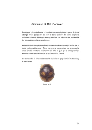 Diomus sp. 3 Det. González


Especie de 1,5 mm de largo y 1,1 mm de ancho, especie bicolor, cuerpo de forma
oblonga, líneas postcoxales se unen al borde posterior del primer segmento
abdominal. Antenas cortas con tamaños menores a la distancia que existe entre
los ojos, palpos maxilares securiformes.


Pronoto marrón claro generalmente con una mancha de color negro oscuro que lo
cubre casi completamente. Élitros marrones a negro oscuro con una mancha
discal circular amarillenta en el centro del élitro al igual que el tercio posterior.
Presenta pubescencia abundante en todo el pronoto y élitros.


Se le encuentra en limonero depredando especies de “piojo blanco” P. strachani y
P. aspidistrae.




                               Diomus sp. 3.




                                                                                  51
 