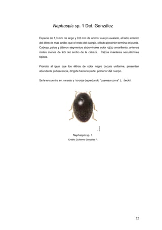 Nephaspis sp. 1 Det. González

Especie de 1,3 mm de largo y 0,8 mm de ancho, cuerpo ovalado, el lado anterior
del élitro es más ancho que el resto del cuerpo, el lado posterior termina en punta.
Cabeza, patas y últimos segmentos abdominales color rojizo amarillento, antenas
miden menos de 2/3 del ancho de la cabeza. Palpos maxilares securiformes
típicos.


Pronoto al igual que los élitros de color negro oscuro uniforme, presentan
abundante pubescencia, dirigida hacia la parte posterior del cuerpo.


Se le encuentra en naranjo y toronja depredando “queresa coma” L. beckii.




                            Nephaspis sp. 1.
                        Crédito Guillermo González F.




                                                                                 52
 