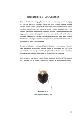 Nephaspis sp. 3 Det. González

Especie de 1,2 mm de largo y 0,8 mm de ancho en machos y 1,4 mm de largo y
0,9 mm de ancho en hembras. Cuerpo de forma ovalada, cabeza amarilla,
antenas miden 0,2 mm y presenta 11 segmentos con maza diferenciada. Palpos
maxilares securiformes con segmento apical truncado diagonalmente y los
ángulos ligeramente redondeados, epipleuras angostas y enteras sin depresiones
epipleurales evidentes. Línea postcoxal curva y descendente no tocando el borde
posterior y elevándose hacia el borde anterior llegando a ¼ del borde externo.
Los fémures son engrosados aplanados y convexos, externamente sobrepasan el
borde externo, tibias finas y delgadas.


Pronoto amarillo claro o mostaza, élitros marrón oscuro a negro suave. Presentan
seis segmentos abdominales visibles rectos y terminados en una curva
descendente. Son muy pubescentes, la pilosidad es blanca, corta y acostada
dirigida hacia el ápice del cuerpo tanto en pronoto como en los élitros.


Se le encuentra depredando “mosca blanca” A. coccois, “arañita roja” Tetranychus
sp. y pseudóccidos en banano y plátano y la “queresa” A. destructor en cocotero.




                             Nephaspis sp. 3.

                      Crédito Guillermo González F., Chile




                                                                              54
 