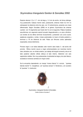 Scymnobius triangularis Gordon & González 2002


Especie alcanza 1,5 a 1,7 mm de largo y 1,2 mm de ancho, de forma oblonga,
muy pubescente. Cabeza marrón claro, pubescente, antenas miden 0,2 mm no
sobrepasan la distancia entre los ojos, con 10 antenómeros, presenta una maza
diferenciada. Según González (2006) en el género Scymnobius las antenas
cuentan con 10 segmentos (por fusión del 1ro con el segundo). Palpos maxilares
securiformes con segmento apical truncado diagonalmente y un poco cilíndrico.
Los bordes de los élitros terminan bruscamente y presentan una curva suave;
epipleuras angostas y cortas. Líneas postcoxales no tocan el borde posterior y
terminan a 1/5 de distancia de este. Patas con fémures cortos aplanados
engrosados, tarsos tetrámeros.


Pronoto negro o con lados laterales color marrón claro hasta ¼ del ancho del
pronoto. Élitros marrón oscuro a negro entremezclados con manchas marrón
claro ubicados una en el lado anterior, por debajo del ángulo humeral y otra en el
lado posterior (declive elitral) oblicua al lado interno. Abdomen con seis
segmentos visibles. Son muy pubescentes, la pilosidad es larga y de color blanco,
acostada en diversos sentidos sin ningún orden.


Se le encuentra depredando, en mango “mosca blanca” A. coccois, “queresa
blanda marrón” C. mangiferae y la “queresa cerosa” C. floridensis, y en cocotero
la “queresa” A. destructor.




              Scymnobius triangulari Gordon & González.
                        Crédito Guillermo González F




                                                                               57
 