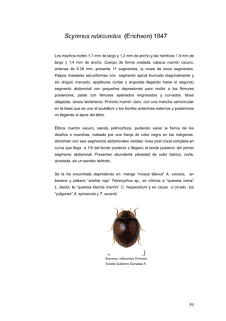 Scymnus rubicundus (Erichson) 1847


Los machos miden 1,7 mm de largo y 1,2 mm de ancho y las hembras 1,9 mm de
largo y 1,4 mm de ancho. Cuerpo de forma ovalada; cabeza marrón oscuro,
antenas de 0.26 mm, presenta 11 segmentos, la maza de cinco segmentos.
Palpos maxilares securiformes con segmento apical truncado diagonalmente y
sin ángulo marcado, epipleuras cortas y angostas llegando hasta el segundo
segmento abdominal con pequeñas depresiones para recibir a los fémures
posteriores, patas con fémures aplanados engrosados y curvados, tibias
delgadas, tarsos tetrámeros. Pronoto marrón claro, con una mancha semicircular
en la base que se une al scutellum y los bordes anteriores externos y posteriores
no llegando al ápice del élitro.


Élitros marrón oscuro, siendo polimorficos, pudiendo variar la forma de los
diseños o manchas, rodeado por una franja de color negro en los márgenes.
Abdomen con seis segmentos abdominales visibles; línea post coxal completa en
curva que llega a 1/9 del borde posterior y llegano al borde posterior del primer
segmento abdominal. Presentan abundante pilosidad de color blanco, corta,
acostada, sin un sentido definido.


Se le ha encontrado depredando en: mango “mosca blanca” A. coccois,           en
banano y plátano “arañita roja” Tetranychus sp., en cítricos a “queresa coma”
L. beckii, la “queresa blanda marrón” C. hesperidium y en cacao y ciruelo los
“pulgones” A. spiraecola y T. aurantii.




                                   Scymnus rubicundus Erichson.
                                   Crédito Guillermo González F.




                                                                              59
 