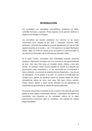 INTRODUCCIÓN

Los coccinélidos son escarabajos hemi-esféricos, predadores de áfidos,
cochinillas harinosas y queresas. Pocas especies de los géneros Epilachna y
Psyllobora son fitófagas o micófagas.


Los coccinélidos son insectos predadores muy comunes; se les conoce
comúnmente como “vaquitas de San José” o “mariquitas” (Cisneros, 1995),
pertenecen a la familia Coccinellidae la cual está representada con más de 5 000
especies descritas en el mundo y con 1 015 especies en la región Neotropical,
(Raven, 1988). En el Perú la riqueza de los coccinélidos es inconmensurable, se
han descrito a la fecha algo más de 200 especies (González, 2006).


En la región Tumbes, coccinélidos como Coleomegilla maculata, Cycloneda
sanguinea, Hippodamia convergens son muy comunes en los agro-ecosistemas
de arroz, maíz, soya, fríjol caupi, por presentar colores vistosos y tener gran
tamaño. Sin embargo, existen muchas especies de tamaño muy pequeño que
generalmente pasan inadvertidas y no son reconocidas por el profesional o
técnico dedicado a la actividad de asistencia técnica fitosanitaria y más aún por
los agricultores. En tal sentido no se tiene en cuenta el rol fundamental que
cumplen como agentes de regulación natural de insectos plagas que atacan
principalmente cultivos de: arroz, maíz, soya, fríjol caupi, cítricos, cocotero,
mango, banano, plátano y cacao, siendo afectados por las aplicaciones de
insecticidas que generalmente se realizan de manera inadecuada.


El presente manual tiene el propósito de dar a conocer a las personas que están
ligadas al sector agrario, profesionales, técnicos y agricultores las especies de
coccinélidos   más   frecuentes   en    los   principales   cultivos   de   la   región
proporcionando información sobre su morfología y las especies de insectos
plagas depredadas.




                                                                                     6
 