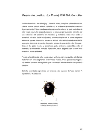 Delphastus pusillus (Le Conte) 1852 Det. González


Especie alcanza 1,3 mm de largo y 1,0 mm de ancho; cuerpo de forma semicircular,
cabeza marrón oscuro; antenas cubiertas por el proesterno y presentan una maza
de un segmento. Palpos maxilares cubiertos por el prosterno, la parte ventral es de
color negro oscuro, las piezas bucales no se observan por que están cubiertos por
una extensión del prosterno, el mesotórax y metatórax están muy unidos y
aparentan una sola placa muy pulida y brillante al igual que el primer segmento
abdominal que es muy ancho; epipleuras anchas y cortas sobrepasando el tercer
segmento abdominal, presentan depresión epipleural para recibir a los fémures y
tibias de las patas medias y posteriores, patas anteriores escondidas entre el
protórax y el mesotórax, fémures engrosados, tibias delgadas con un lado mas
extendido, tarsos tetrámeros.


Pronoto y los élitros de color negro oscuro uniforme, son muy pulidos y brillantes.
Abdomen con cinco segmentos abdominales visibles, líneas postcoxales llegan a
1/9 del lado posterior del segmento y se fusionan en el borde externo. No presenta
pilosidad.


Se le ha encontrado depredando en limonero a las especies de “piojo blanco” P.
aspidistrae y P. strachani.




                          Delphastus pusillus (Leconte)
                          Crédito Guillermo González F.




                                                                                62
 