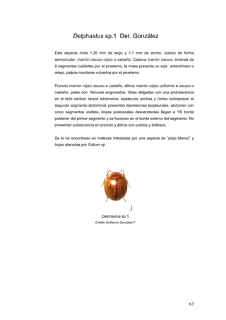Delphastus sp.1 Det. González

Esta especie mide 1,26 mm de largo y 1,1 mm de ancho; cuerpo de forma
semicircular; marrón oscuro rojizo o castaño. Cabeza marrón oscuro, antenas de
9 segmentos cubiertas por el prosterno, la masa presenta un solo antenómero o
artejo, palpos maxilares cubiertos por el prosterno.


Pronoto marrón rojizo oscuro a castaño, élitros marrón rojizo uniforme a oscuro o
castaño, patas con fémures engrosados, tibias delgadas con una protuberancia
en el lado ventral, tarsos tetrámeros; epipleuras anchas y cortas sobrepasan el
segundo segmento abdominal, presentan depresiones epipleurales; abdomen con
cinco segmentos visibles, líneas postcoxales descendentes llegan a 1/9 borde
posterior del primer segmento y se fusionan en el borde externo del segmento. No
presentan pubescencia en pronoto y élitros son pulidos y brillosos.


Se le ha encontrado en malezas infestadas por una especie de “piojo blanco” y
hojas atacadas por Oidium sp..




                            Delphastus sp.1.
                        Crédito Guillermo González F.




                                                                              63
 