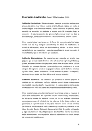 Descripción de subfamilias (Sasaji, 1968 y González, 2006):


Subfamilia Coccinellinae.- Se caracteriza por presentar un tamaño relativamente
grande, de colores muy vistosos naranja, amarillo, blanco, rojizo y con puntos o
diseños negros, su superficie es brillante y pulida careciendo de pilosidad, estas
especies se alimentan de pulgones y algunos tipos de queresas duras; a
excepción de algunas especies del género Psyllobora que tienen una dieta a
base de hongos, siendo de menor tamaño y de colores blanco, amarillo o crema.


Otras características importantes son: la forma del segmento apical del palpo
maxilar que es muy triangular (securiforme); las tibias no modificadas; la
superficie del pronoto y élitros que son brillantes y pulidas. Las larvas de tipo
campodeiforme, son muy activas y presentan patas bastante largas, comparten el
mismo hábitat y tipo de alimentación que los adultos.


Subfamilia Sticholotidinae.- Se caracterizan por presentar un tamaño muy
pequeño que apenas excede 1 mm de color café oscuro a negro muy brillantes y
pulidos, estos se observan como pequeños puntos entre las hojas, ramas, y frutos
infestados por queresas blandas. La característica más resaltante es la forma
alargada del segmento apical de los palpos maxilares, siendo de forma cilíndrica
aguzada cónica. La tribu Microweisini a la que pertenece el género Coccidophilus,
se reconocen por poseer una línea oblicua en el protórax (pronoto).


Subfamilia Scymninae.- Se caracteriza por presentar un tamaño pequeño a
mediano rara vez sobrepasan los 3 mm, pudiendo ser muy pilosas o desprovistas
de pilosidad, presentan diseños muy notorios y de vistosos colores; las larvas de
muchas especies están recubiertas de una secreción cerosa blanca muy notoria.


Otras características para diferenciarlas son las antenas cortas no mayores al
ancho de la frente con los dos segmentos basales ensanchados y el resto cortos;
las epipleuras elitrales son angostas y cortas, en muchas especies fuertemente
excavadas para permitir el ajuste de los extremos de las tibias medias y las
posteriores; el segmento apical de los palpos maxilares puede ser casi cilíndrico
(en forma de barril) divergente hacia un extremo y truncado diagonalmente en las
tribus Scymnini, Diomini, Stethorini, Cryptognathini, Zilini/ Scymnillini, o triangular
y algo securiforme en tribus Hyperaspidini, Brachicanthini, Noviini; las antenas
llegan a tener entre 8 a 11 segmentos, artejos o antenómeros, los tarsos pueden
ser trímeros o criptotetrámeros.



                                                                                     8
 