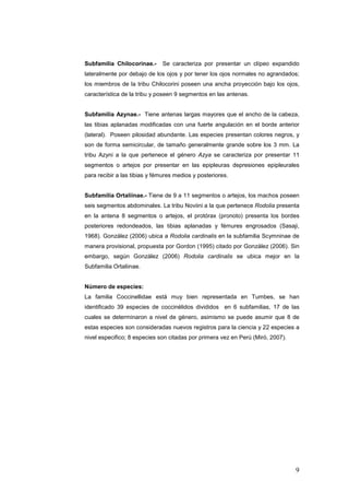 Subfamilia Chilocorinae.-     Se caracteriza por presentar un clípeo expandido
lateralmente por debajo de los ojos y por tener los ojos normales no agrandados;
los miembros de la tribu Chilocorini poseen una ancha proyección bajo los ojos,
característica de la tribu y poseen 9 segmentos en las antenas.


Subfamilia Azynae.- Tiene antenas largas mayores que el ancho de la cabeza,
las tibias aplanadas modificadas con una fuerte angulación en el borde anterior
(lateral). Poseen pilosidad abundante. Las especies presentan colores negros, y
son de forma semicircular, de tamaño generalmente grande sobre los 3 mm. La
tribu Azyni a la que pertenece el género Azya se caracteriza por presentar 11
segmentos o artejos por presentar en las epipleuras depresiones epipleurales
para recibir a las tibias y fémures medios y posteriores.


Subfamilia Ortaliinae.- Tiene de 9 a 11 segmentos o artejos, los machos poseen
seis segmentos abdominales. La tribu Noviini a la que pertenece Rodolia presenta
en la antena 8 segmentos o artejos, el protórax (pronoto) presenta los bordes
posteriores redondeados, las tibias aplanadas y fémures engrosados (Sasaji,
1968). González (2006) ubica a Rodolia cardinalis en la subfamilia Scymninae de
manera provisional, propuesta por Gordon (1995) citado por González (2006). Sin
embargo, según González (2006) Rodolia cardinalis se ubica mejor en la
Subfamilia Ortaliinae.


Número de especies:
La familia Coccinellidae está muy bien representada en Tumbes, se han
identificado 39 especies de coccinélidos divididos en 6 subfamilias, 17 de las
cuales se determinaron a nivel de género, asimismo se puede asumir que 8 de
estas especies son consideradas nuevos registros para la ciencia y 22 especies a
nivel especifico; 8 especies son citadas por primera vez en Perú (Miró, 2007).




                                                                                 9
 